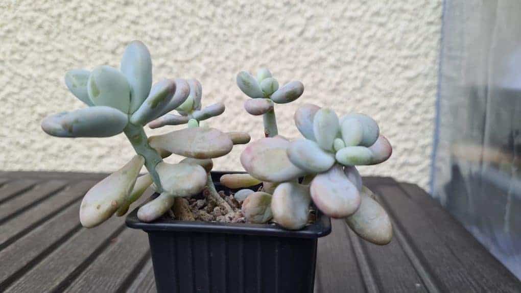 Etiolation Why Succulents Grow Leggy And How To Fix It