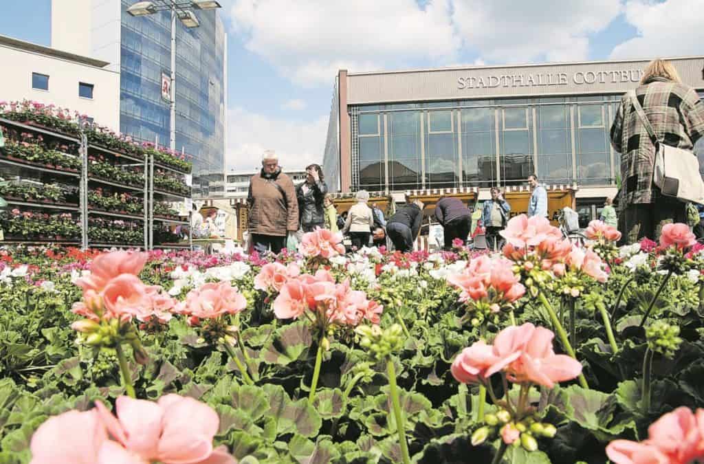 Es ist Pflanzzeit: Den Frühling nach Hause holen
