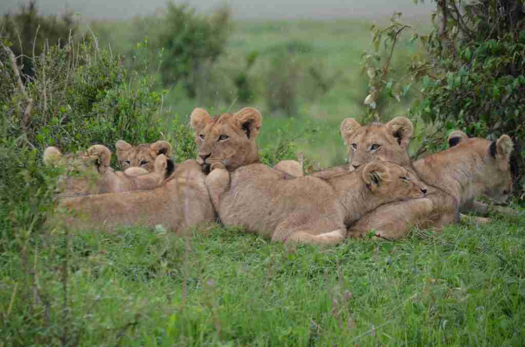 Tan Lionesses On Green Field During Daytime In Kenya Wildlife Safari