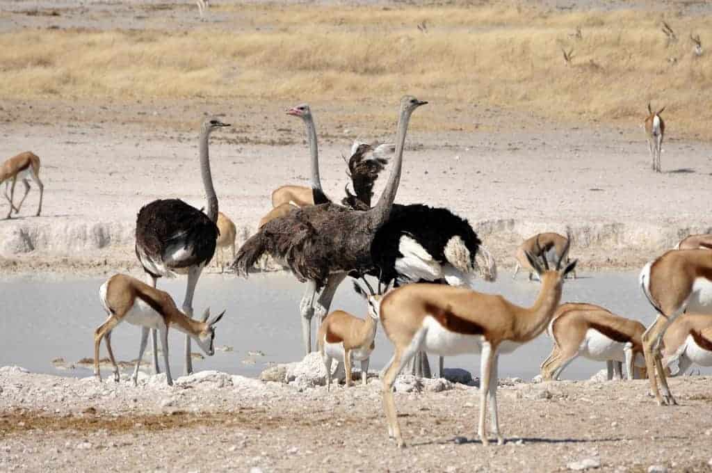 ostrich Cape Town