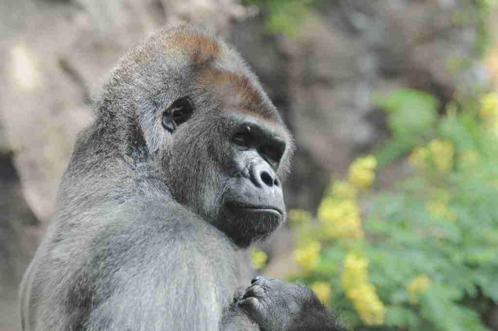 Gorilla Trekking Uganda