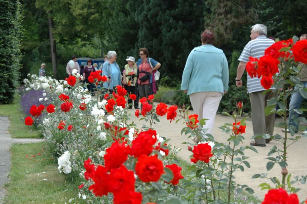 Rosenfesttage in Ostdeutschen Rosengarten Forst