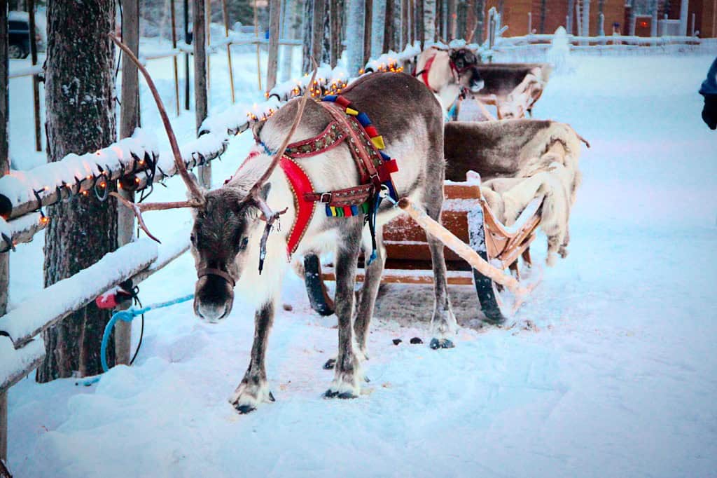 Reindeer sleigh in Rovaniemi