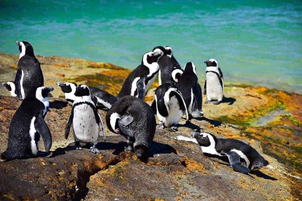 Boulders Beach penguins romantic