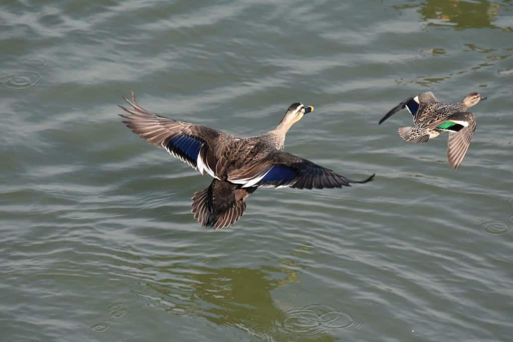 ducks