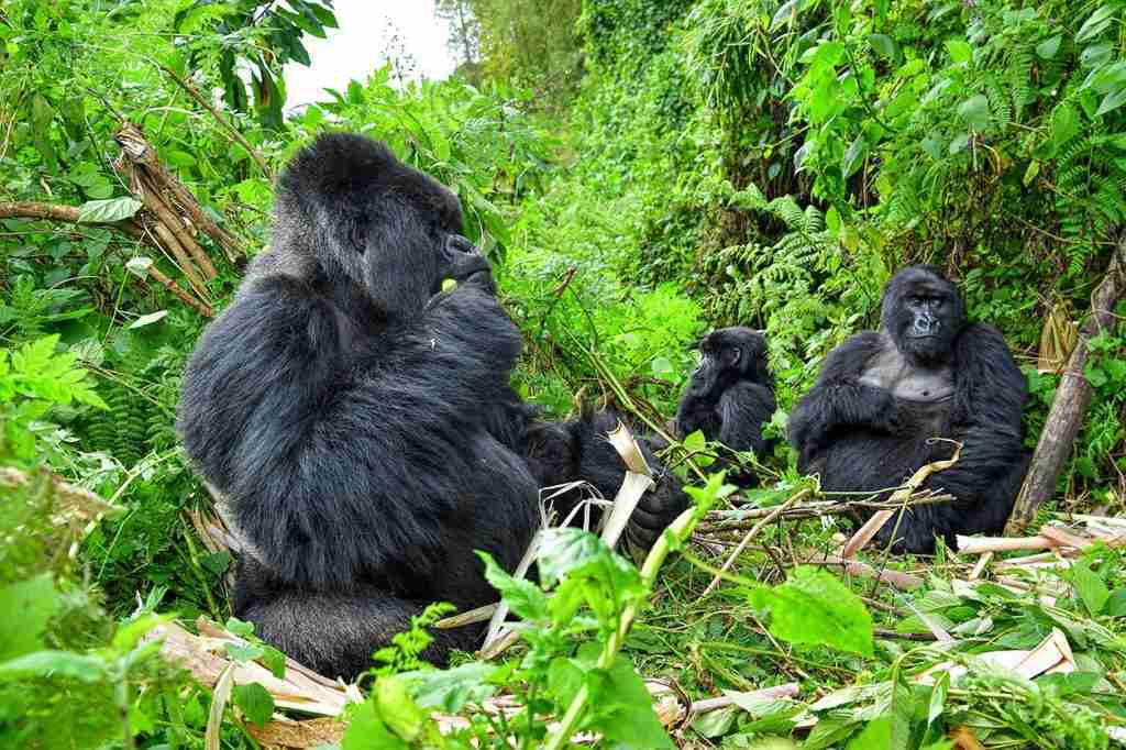 Gorilla Trekking Uganda-Augustine Tours Gorilla Trekking
