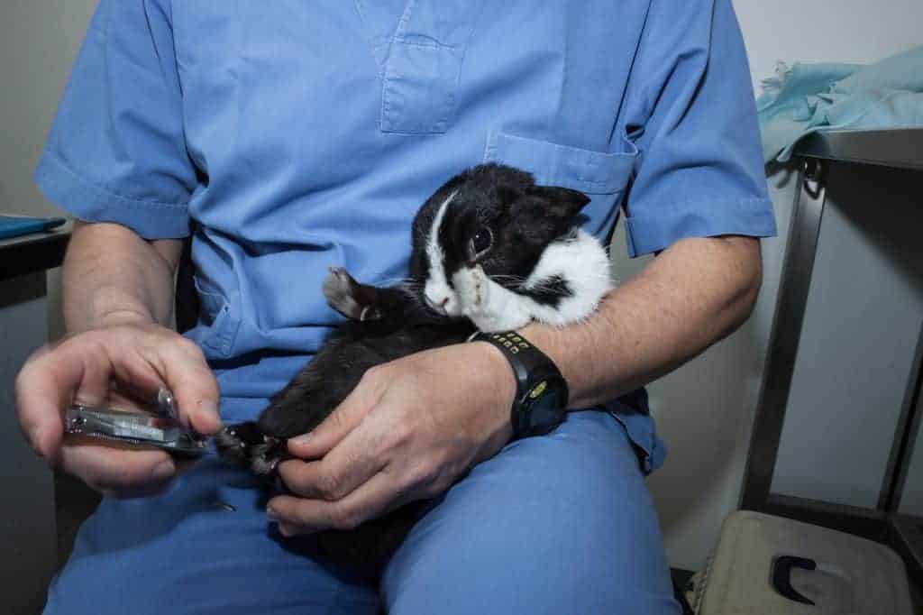Veterinarian trimming rabbit's nails