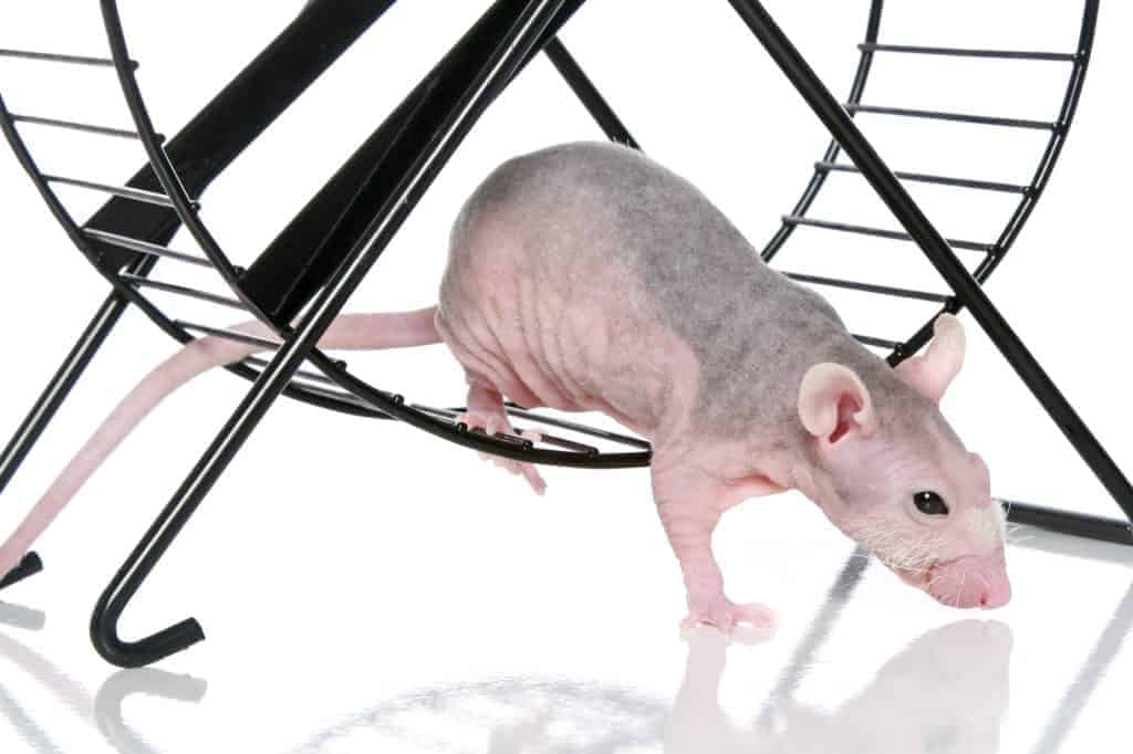 Hairless Rat - Breed Guide and Care Tips Hairless Rat - Breed Guide and Care Tips