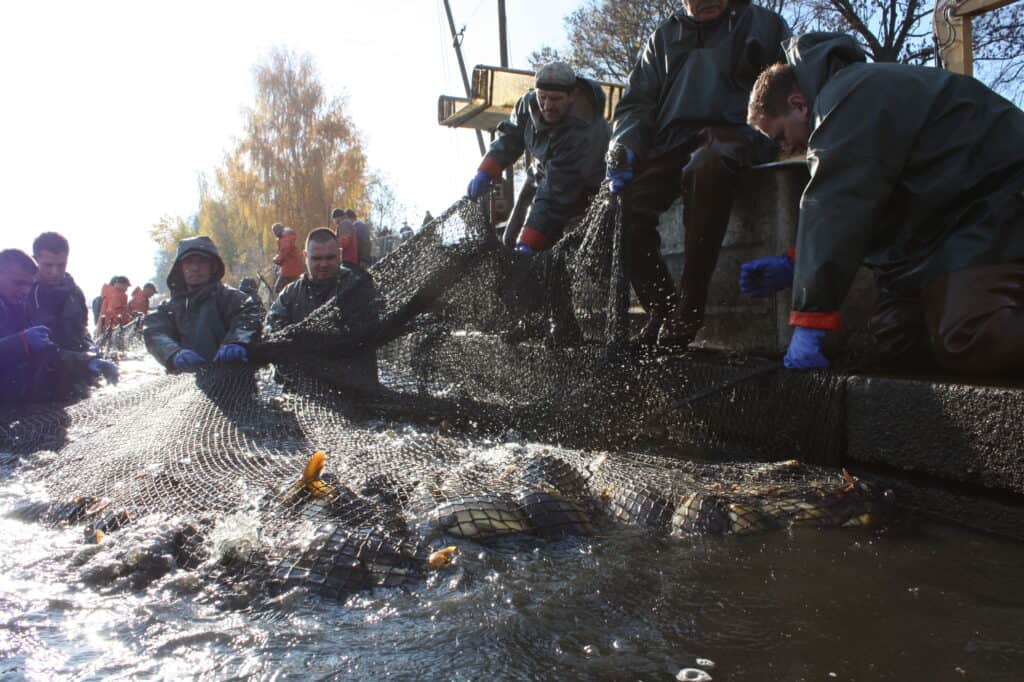 Peitzer Fischzug lockt zum großen Karpfenfest