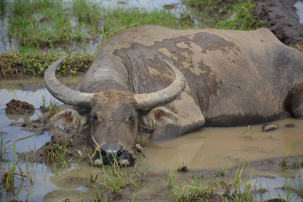 mai chau buffalo rice fields