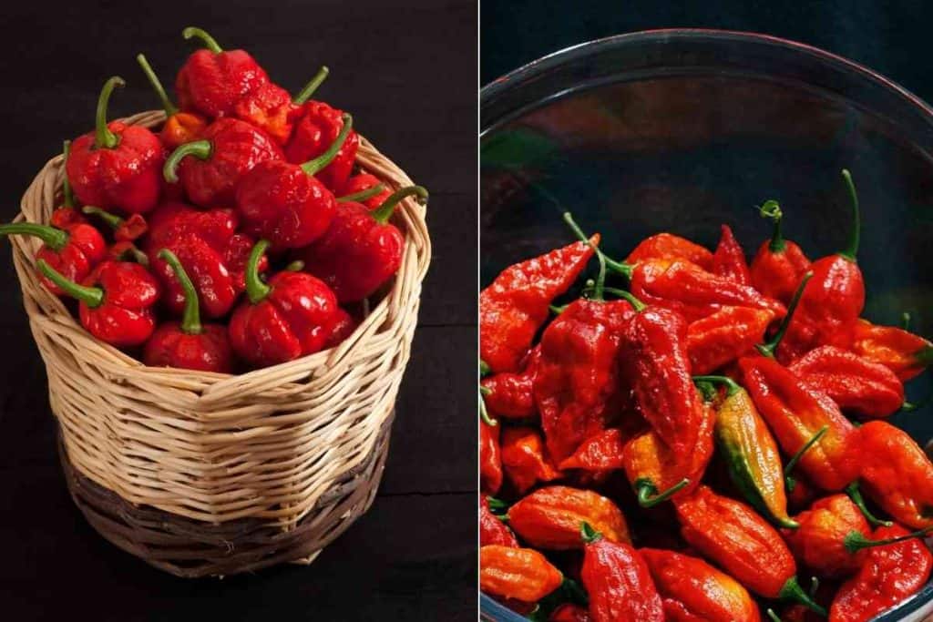 Trinidad Scorpion Vs Ghost Pepper