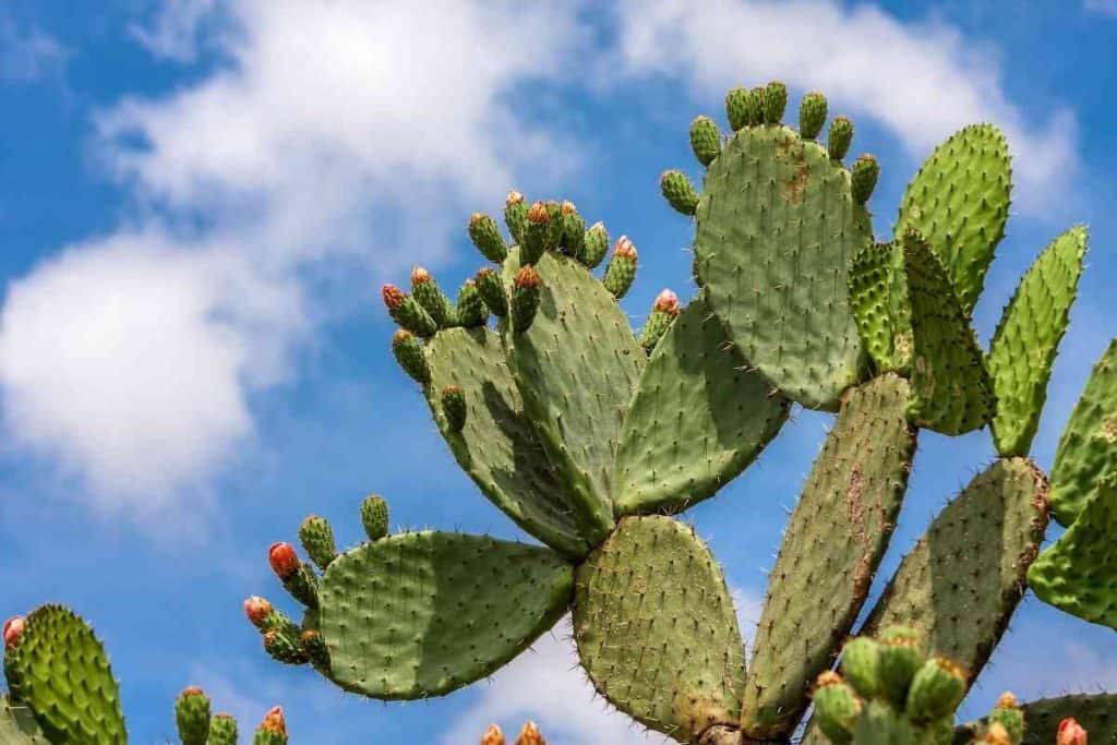 What Does Cactus Taste Like