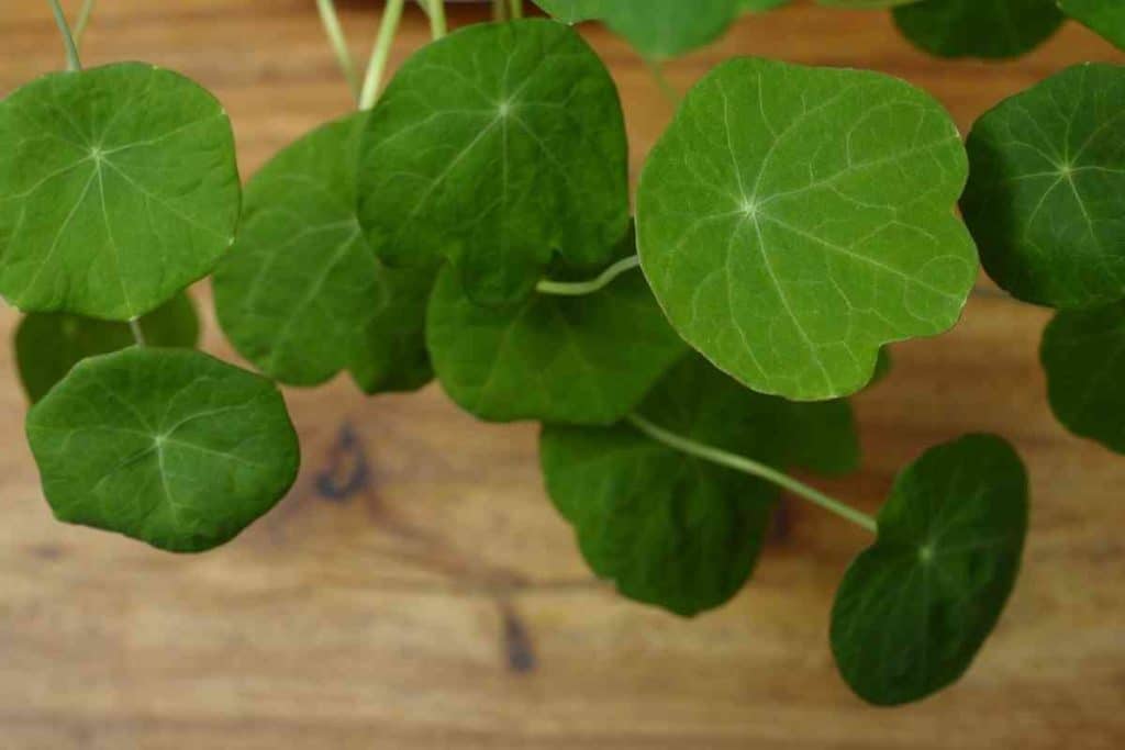 10 Best Watercress Substitutes