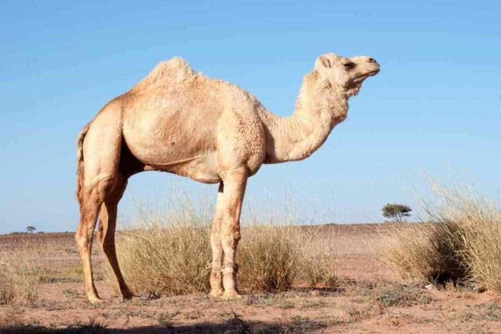 what is camel