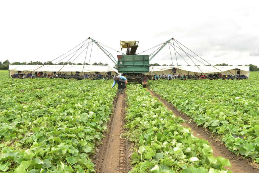 Die Erntesaison der Spreewälder Gurken hat begonnen