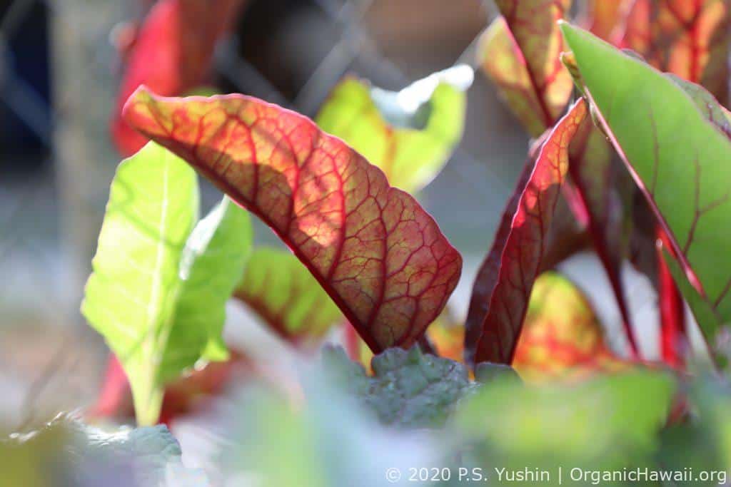 organic Swiss Chard