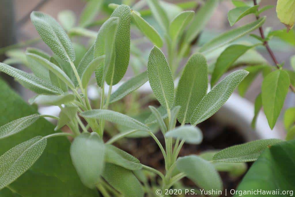 organic Sage