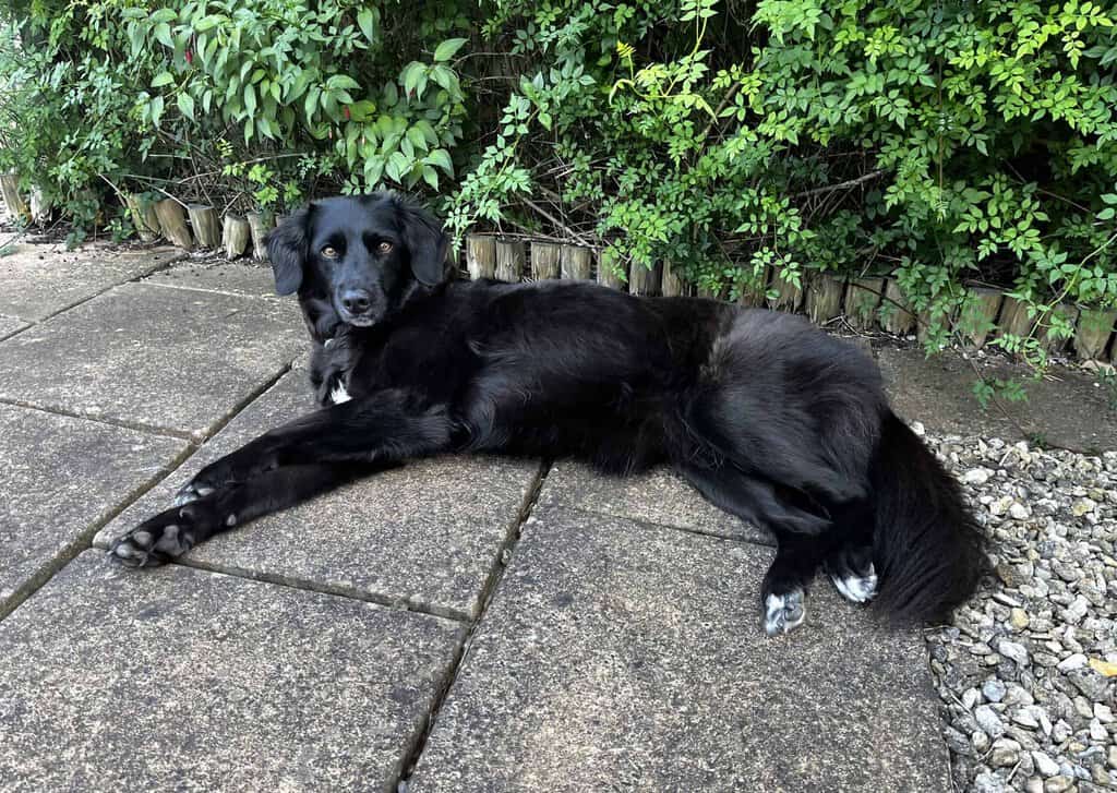 Black dog lying outside
