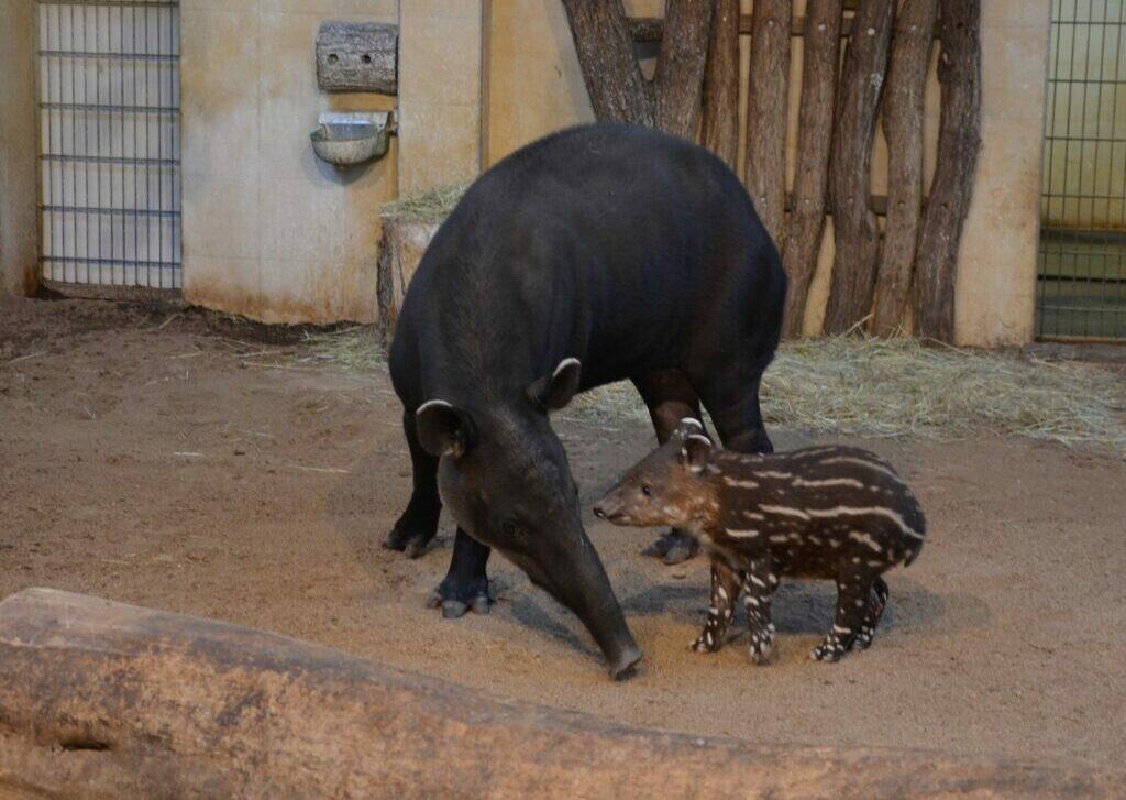 Start ins neue Tierparkjahr