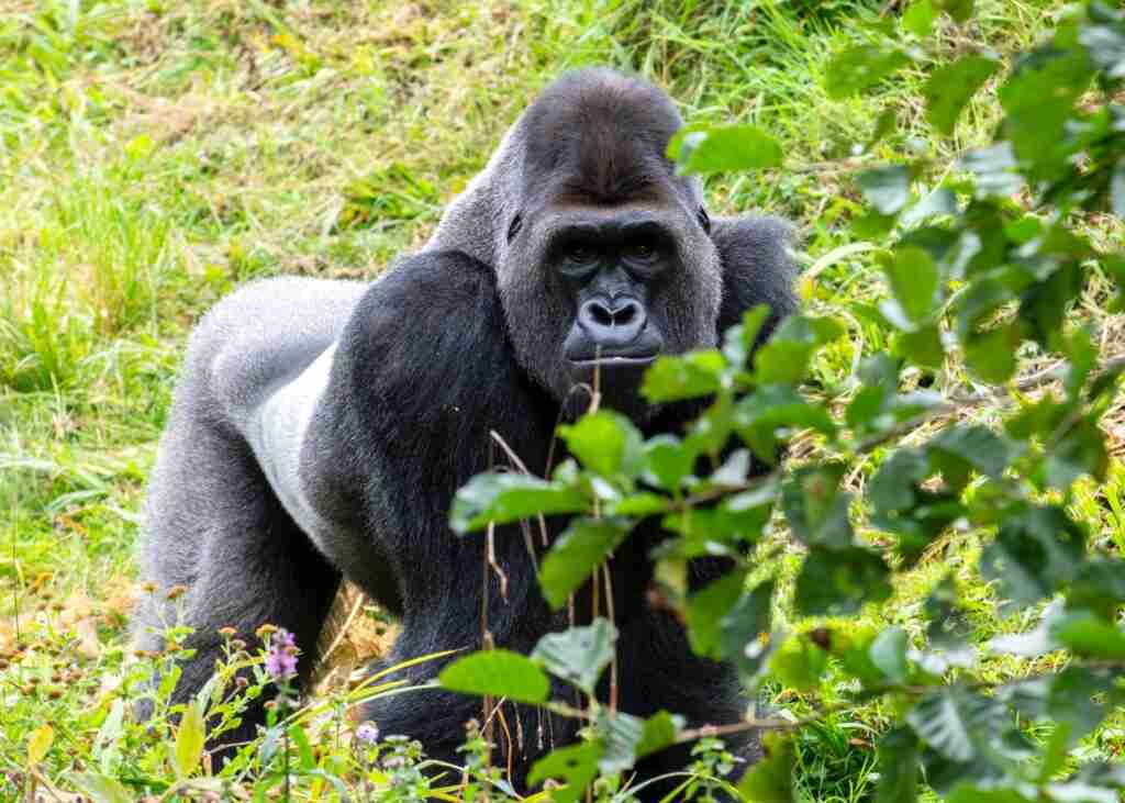 Great Trekking Gorilla Tour of Burundi, Rwanda, Uganda Tailor-Made Tour-Africa Safari-Trekking Gorilla Silverback In Uganda