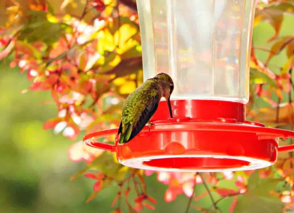 hummingbird with his beak in the feeder