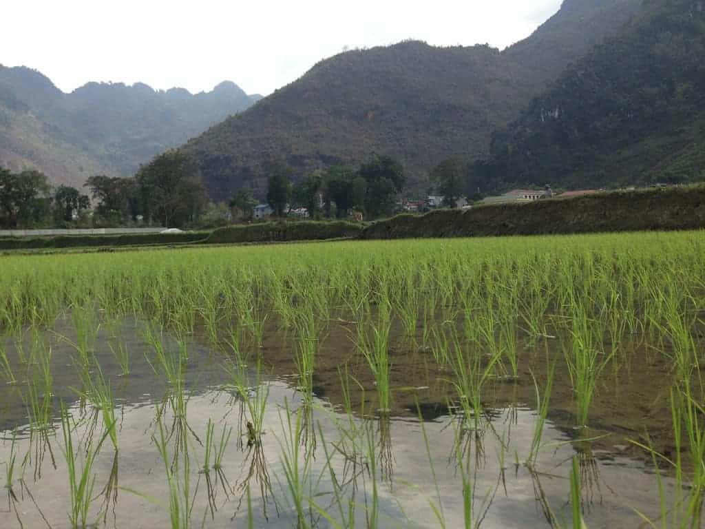 Vietnam rice fields