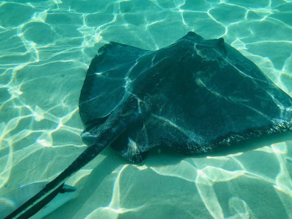 Stingray Adventure Castaway Cay