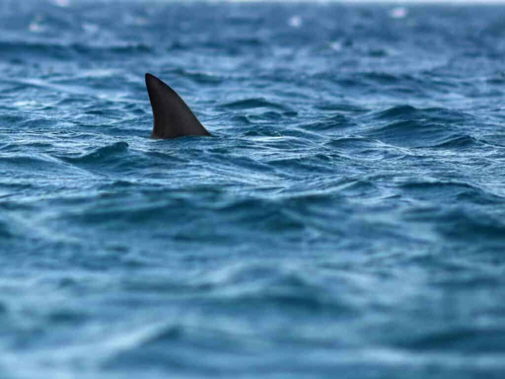 A shark fin poking above the sea.