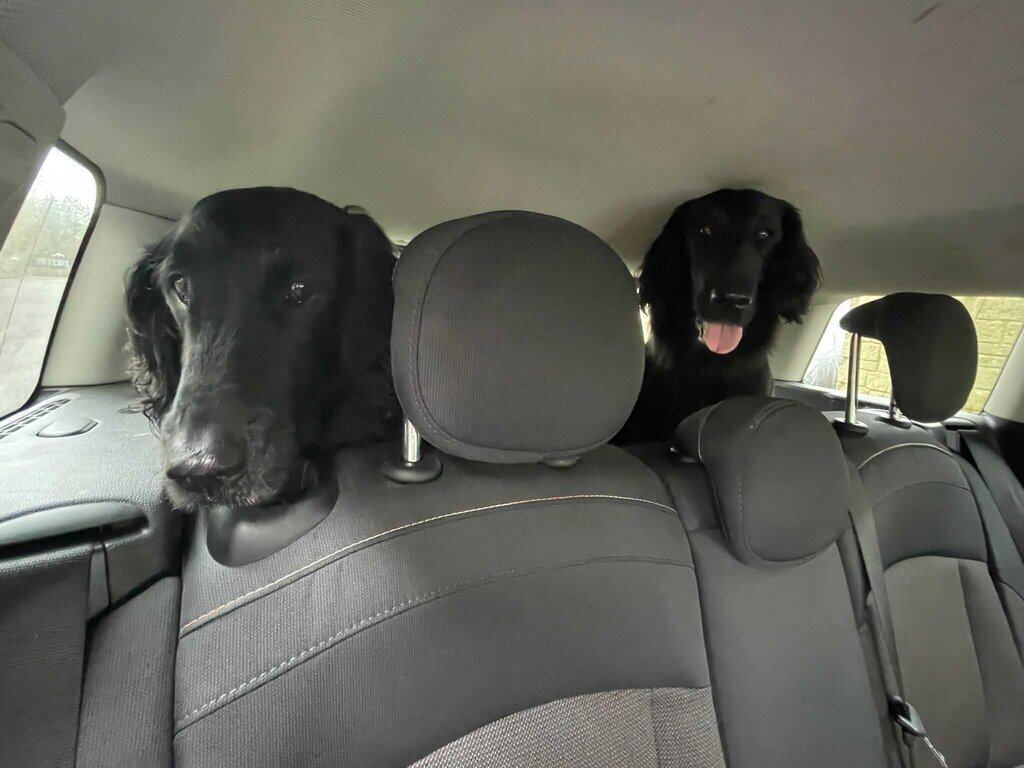 Flatcoat dogs in car