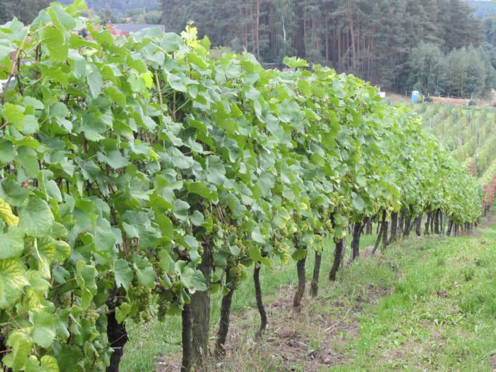 Weingut Grano lädt am 4. und 18. Juli ein