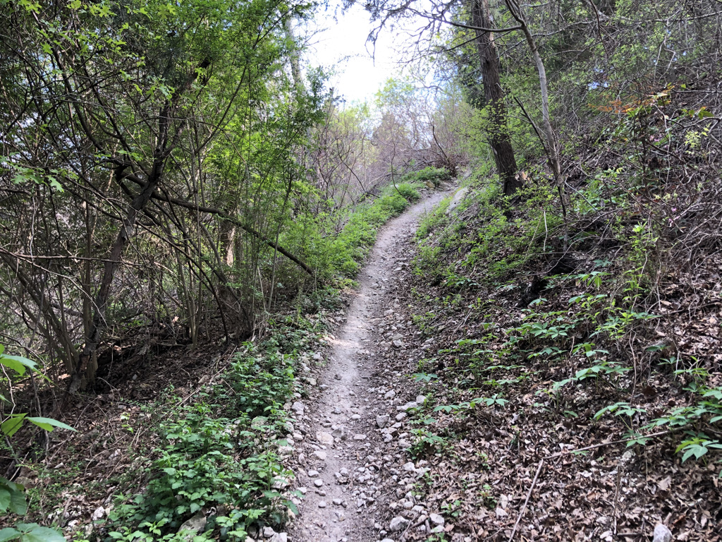 big cedar wilderness, hypnotic trip