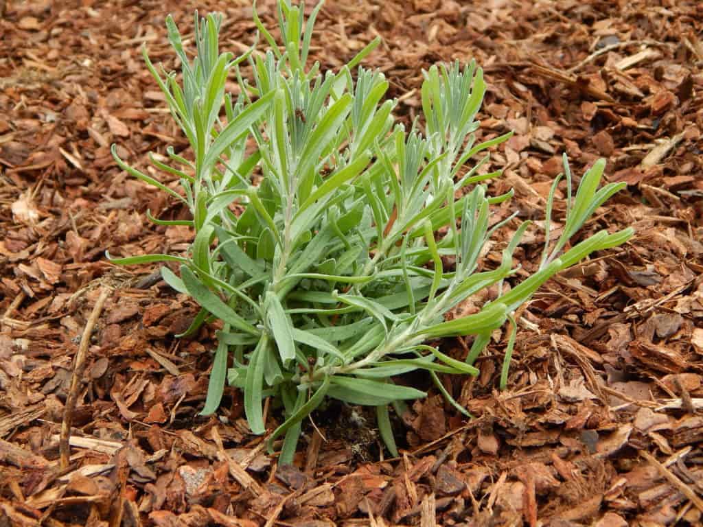 green plant surrounded by bark mulch.