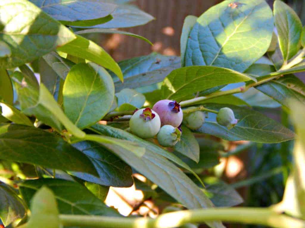 Blueberry growing tips