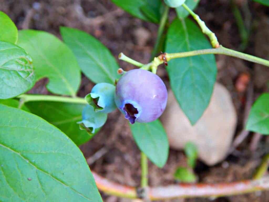 ripe blueberry close up on a bush