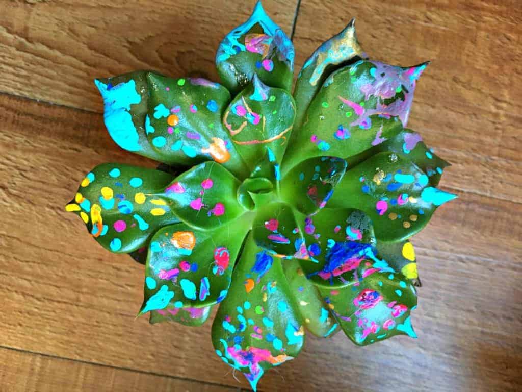 succulent with messy paint drips on it