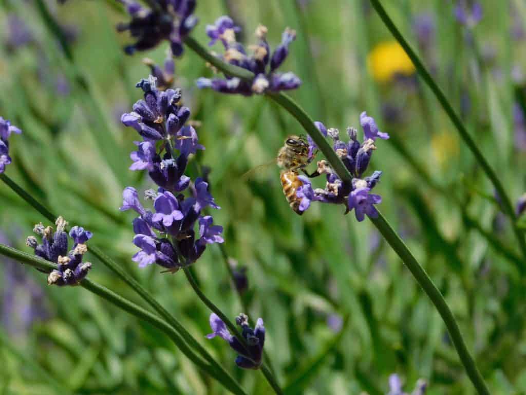 fresh lavender with bee in garden