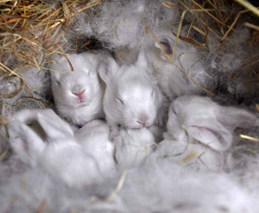 Californian Rabbit Guide - A Breed History Baby californian rabbits in a nest