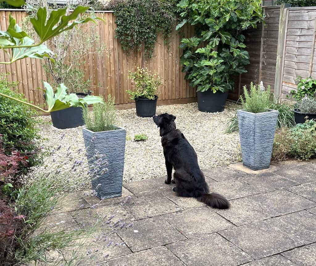 Black dog sitting in garden