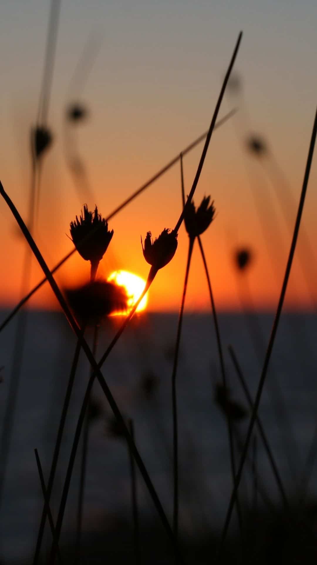 Sunset iphone Wallpaper
