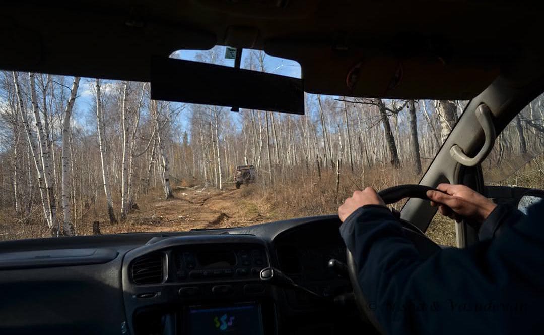 woods in siberia