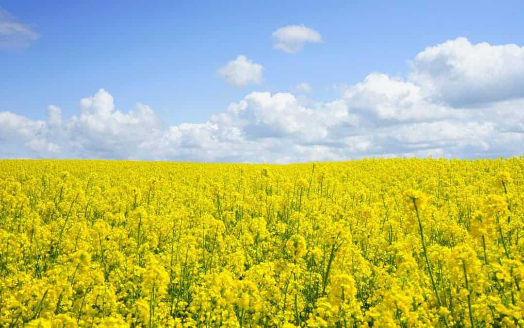 Breathing Easy This Pollen Season