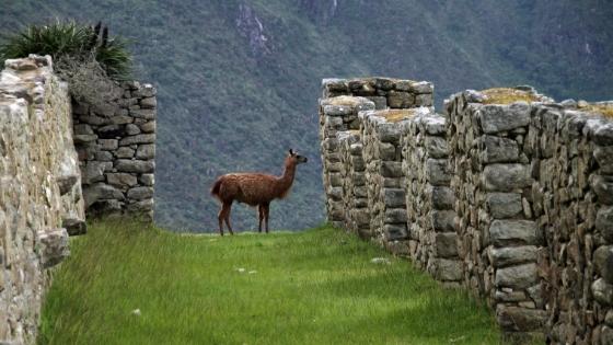 llama at ruins on inca trail hike