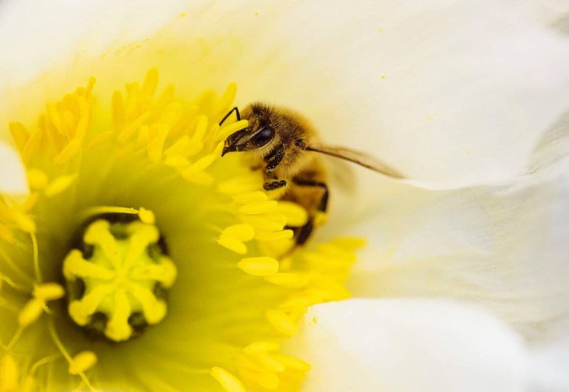 To disconnect or not to disconnect the downspouts...? Bee in pollen