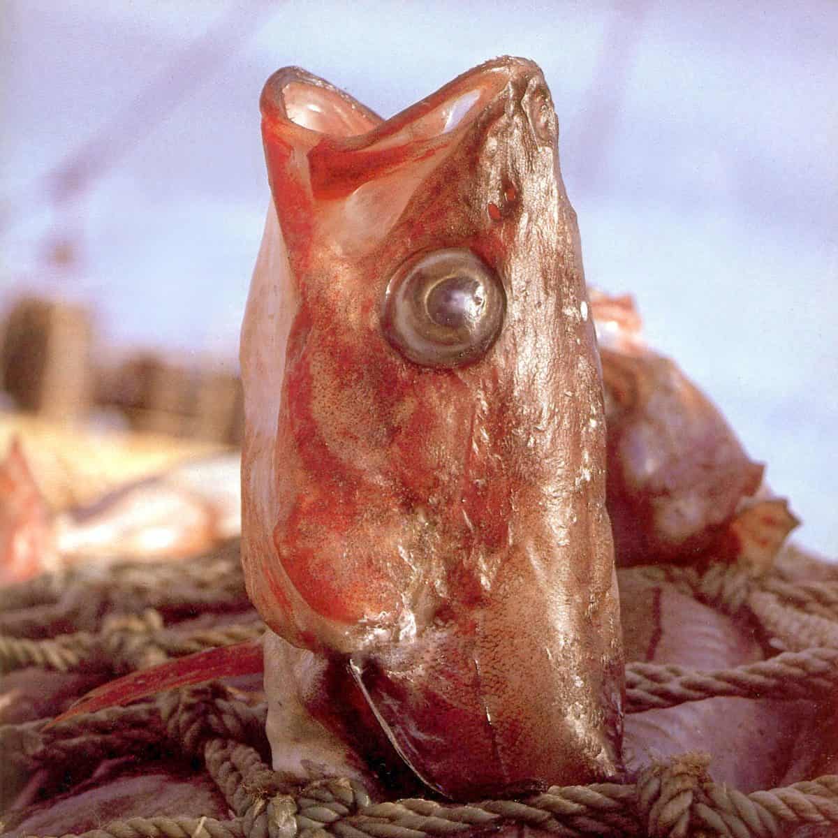 fish-suffering