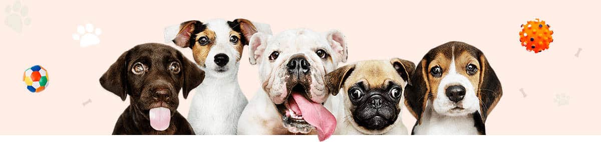 Dogs-hero-header-image