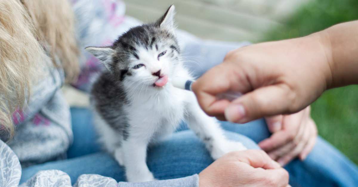 How To Make A Cat Vomit YDoWeLovePets