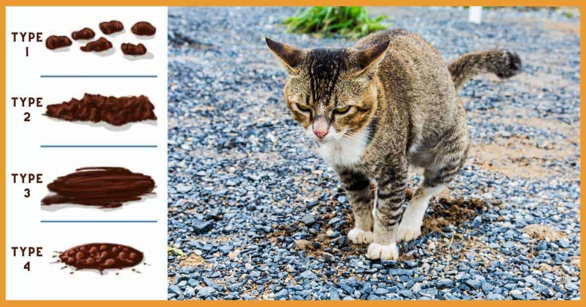 does gabapentin give cats diarrhea