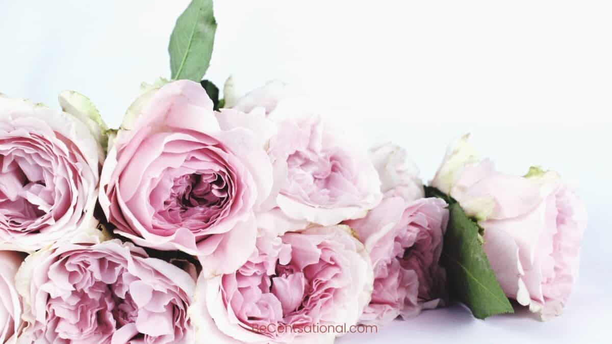 peony Flower Wallpapers Wallpapers, flower Backgrounds for desktop