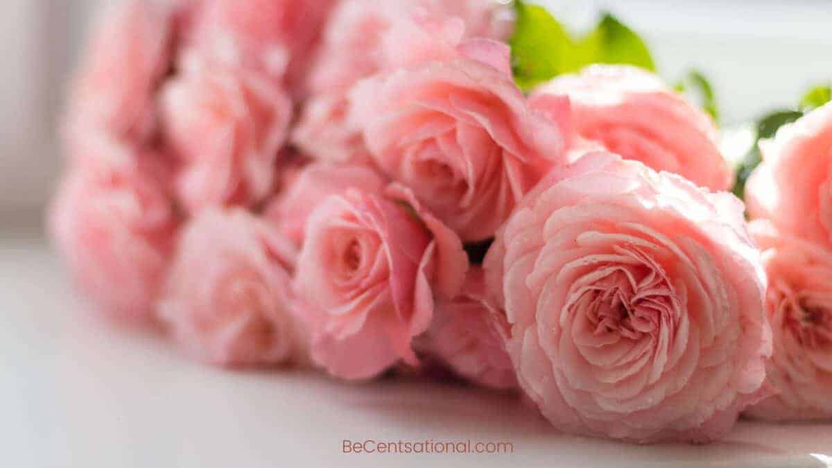 Flower Wallpapers Wallpapers, flower Backgrounds for desktop