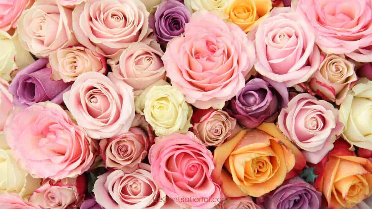 mixed Flower Wallpapers Wallpapers, flower Backgrounds for desktop